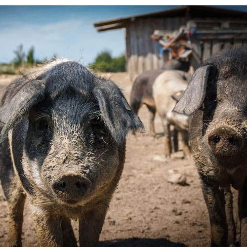 Pig farms leach coliform contaminated water into your well.