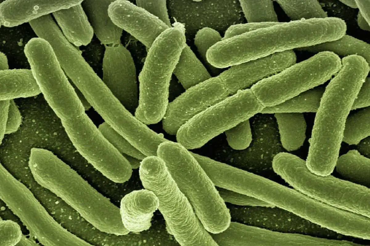 The 5 Best Filters To Remove Coliform Bacteria From Well Water Your