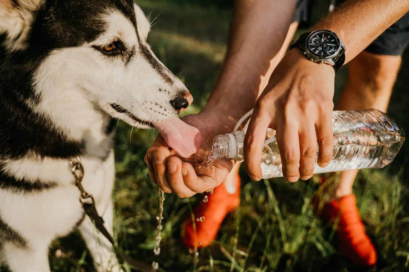 Is Alkaline Water Good for Dogs? Here’s What We Know Your H2Home